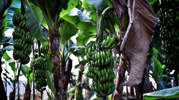 turkiyede-bir-ilk-organize-sanayi-bolgesine-muz-serasi-kuruldu-1633242331436.jpg Türkiye'de bir ilk! Organize sanayi bölgesine muz serası kuruldu-5