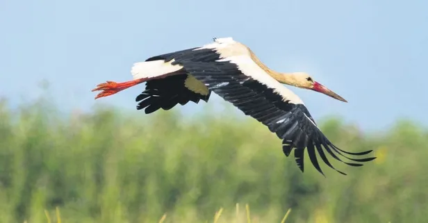Türkiye nefesini tuttu, leylek Klippi'yi takip etmeye başladı (Güncel haberler)