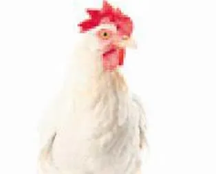 8 bin tavuk kül oldu