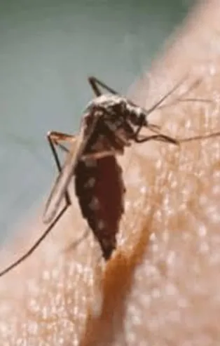 Sri Lanka'da dang humması 74 can aldı! Dang humması nedir?