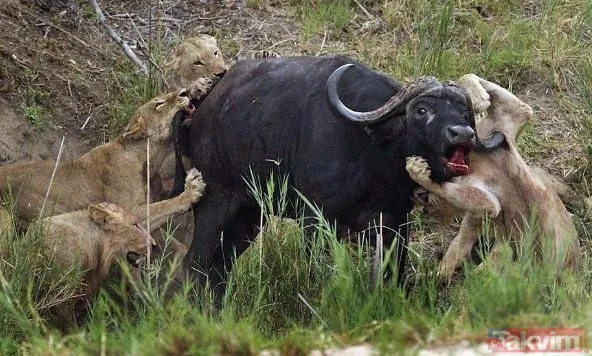 Ava giderken avlandı! Bir anda bufaloların arasında kalan aslanın zor anları (Aslan - Bufalo kavgası) - 1