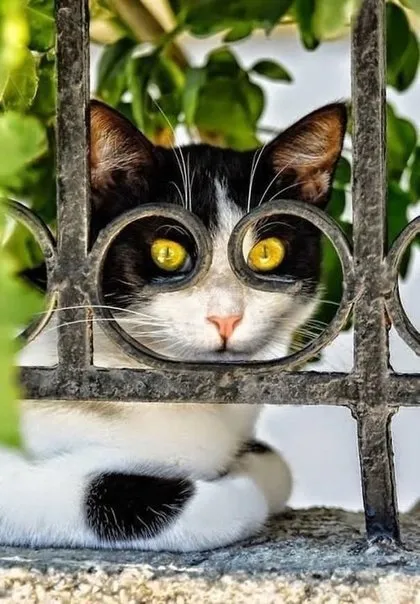 Zamanlaması muhteşem kedi fotoğrafları