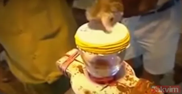 Sadece tek bir damlası kanı hale getirmeye yetti! 55 milyonluk yılan deneyi tehlikenin kanıtı - 14