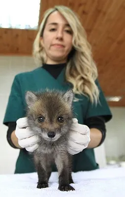 Yavru köpek sandı tilki çıktı