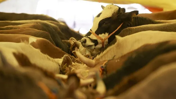 Diyanet-Kızılay-LÖSEV- Darüşşafaka kurban bağışı fiyatları 2020 ne kadar oldu? Kurban bağışı kaç para?-2