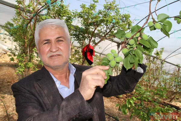 Daha önce yere dökülüyordu! Kayısı çağlasının kilosu 100 TL'den satılıyor - 2