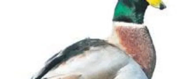 Ördek başına 700 lira ceza!