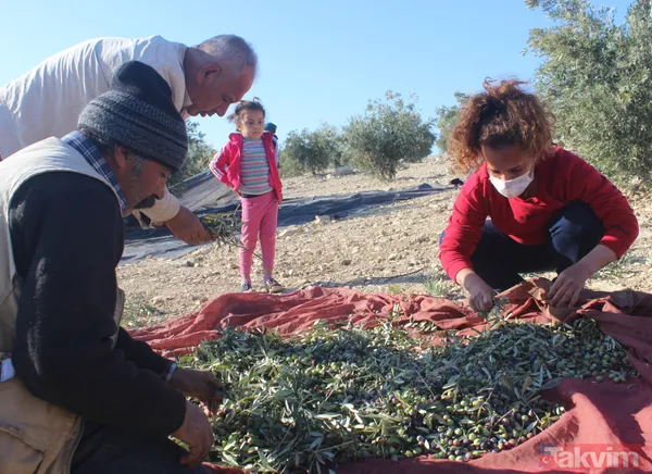 Her yıl 6 aylığına gittiği Kilis'ten dünyaya tonlarca zeytinyağı ihraç ediyor - 8