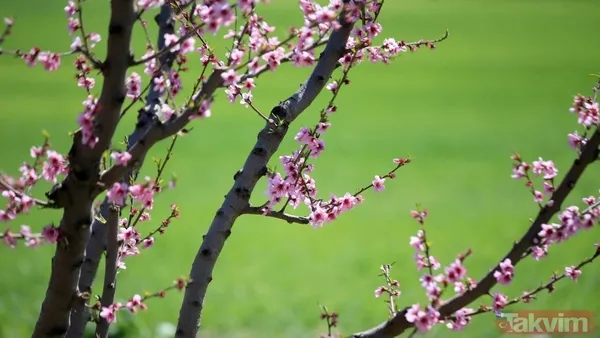 Kış bitiyor doğa uyanıyor! 3. cemre toprağa ne zaman düşecek? - 2