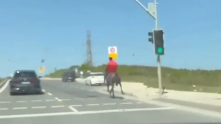 İstanbul trafiğinde ilginç anlar: Otoyola atla çıktı