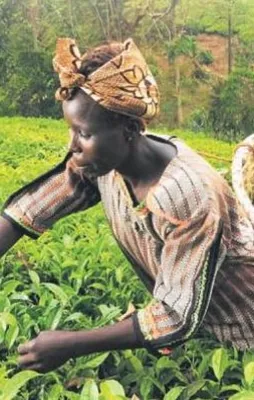 Türkiye Afrika’yı tarım üssü yapıyor