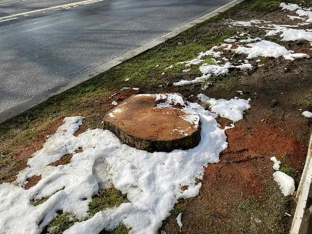 geziciler-ve-sozde-cevrecilerin-olum-sessizligine-burundugu-chpli-ibbnin-agac-katliamina-ak-partiden-bir-tepki-1647627691093.jpeg Geziciler ve sözde çevrecilerin ölüm sessizliğine büründüğü CHP'li İBB'nin ağaç katliamına AK Parti'den bir tepki daha!-5