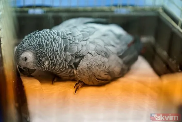 Papağana işkence edip Acun Ilıcalı'ya tehditler savurmuştu! Masterchef Murat Özdemir son haliyle ortaya çıktı! Yeni işi ise... - 9