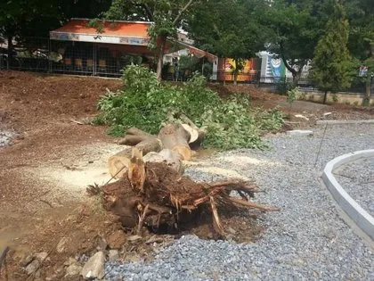CHP’li belediye’den ağaç katliamı!