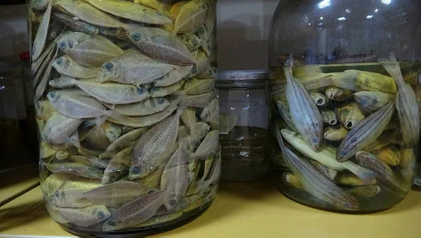 profesor-yilan-sevgisi-yuzunden-muze-kurdu-tam-150-surungen-1594026941811.jpg Profesör sürüngen tutkusu yüzünden müze kurdu! Tam 150...-8