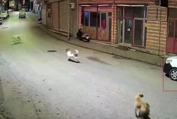 Ordu’da sokak köpekleri küçük çocuğa saldırdı