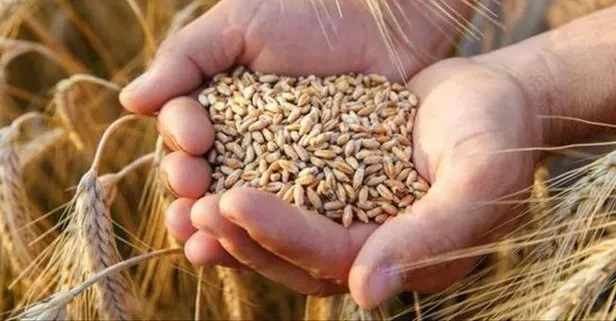 Buğday ithalatına sıfır gümrük vergisi
