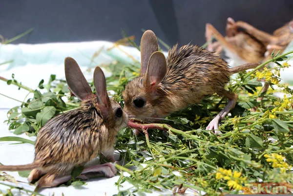 Nesli tükenme tehlikesi altında! Bitkin halde bulunan 5 yavru Arap tavşanı özel bakıma alındı - 7