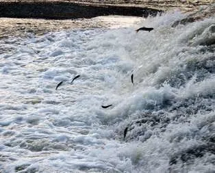 100 milyon balık bırakıldı