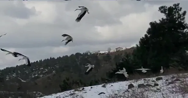 Afrika'dan Avrupa'ya göç ederken İstanbul'da mola veren leylekler için yem dağıtıldı