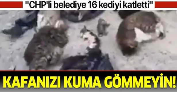 CHP’li belediye 16 kediyi katletti iddiası sosyal medyayı karıştırdı