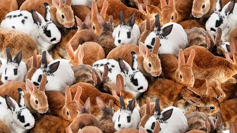 Zeka testi dumur etti: 1289 kişi denedi 34'ü 12 saniyede nihayete erdi! Tavşanların içindeki kedi bakın nerede?-4