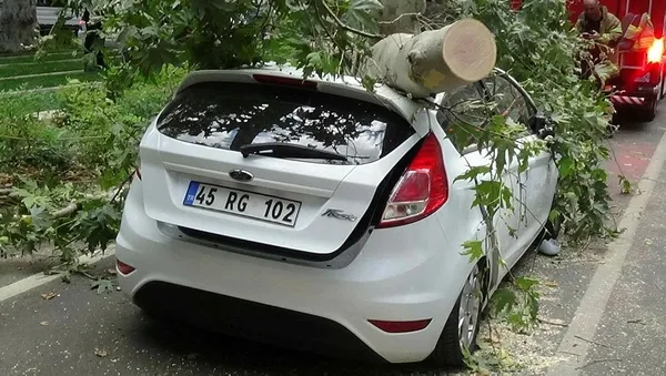 İzmir'de tarihi çınar ağacı aracın üzerine devrildi-3