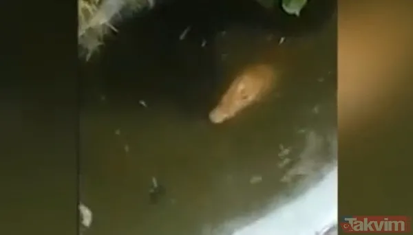 Timsahla ölümcül selfie! Fotoğraf çekmek için suya girdiği anda talihsiz adam... - 8