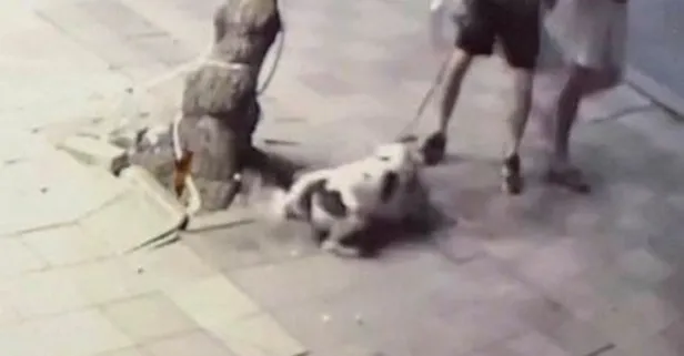 Zeytinburnu'nda pitbull dehşeti: Uyuyan kediye böyle saldırdı