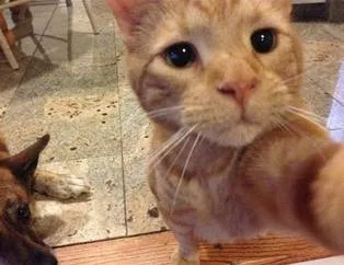 Kediler selfie çekerse!