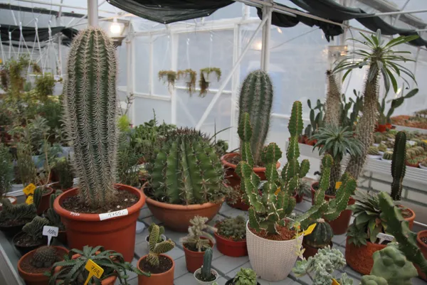 rizede-cay-bahcesini-sokunce-tepki-ceken-grubetci-vatandas-simdilerde-kaktus-taleplerine-yetisemiyor-1609139494080.jpg Koronavirüs salgınında kaktüs taleplerine yetişemiyor! Rizeli gurbetçi çay bahçesini söktü-3