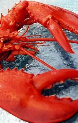 Rüyada ıstakoz görmek ne anlama gelir?