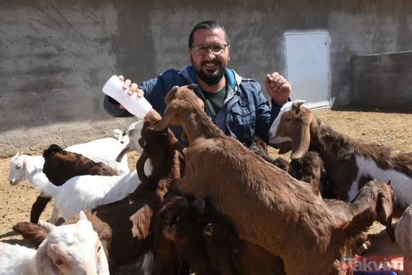Müteahhitliği bıraktı! Keçi çiftliği kurdu! Süt siparişlerine yetişemiyor - 11