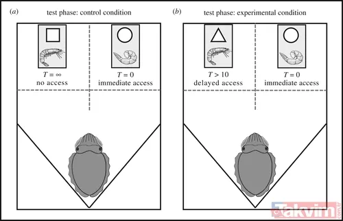 Zorlu testi geçtiler! Bilim açıkladı: Meğer mürekkep balıklarının beyni... - 3