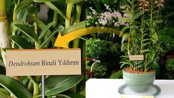 Başbakan'a orkide sürprizi-1