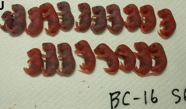 son-dakika-bu-bir-ilk-uzaya-goturulen-ve-dondurulan-fare-spermlerinden-uzay-yavrulari-uretildi-1623497559826.jpg SON DAKİKA: Bu bir ilk! Uzaya götürülen ve dondurulan fare spermlerinden 'uzay yavruları' üretildi-3