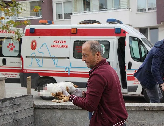 Bolu’da ayakları kopuk kedi vahşeti