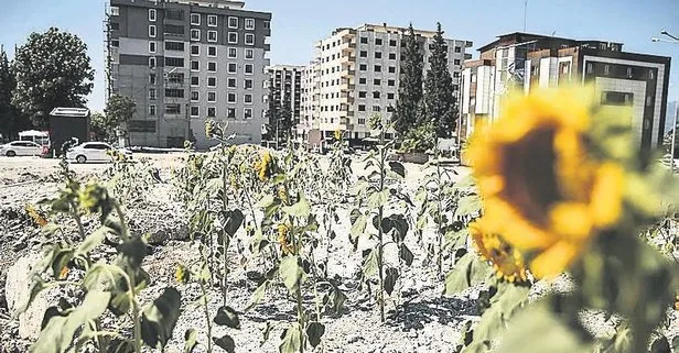 Deprem felaketinin ardından kuruyemişçi enkazında ayçiçekleri yeşerdi!