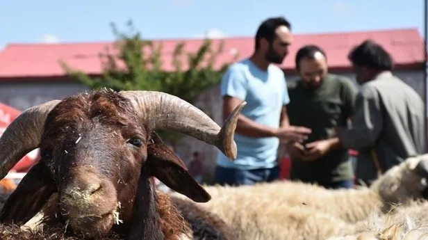Kurban kesecekler dikkat! Bunu yapana bin 794 lira ceza kesilecek | Diyanet İşleri Başkanlığı "Kurban Tebliği" yayımlandı-1
