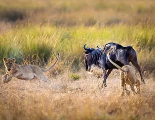 Yavru aslanlara ders verdi