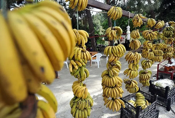 muza-limon-sikip-yiyenlerin-derdine-care-oluyor-kimse-bu-faydasini-bilmiyordu-1716999557706.jpg Kimse bu faydasını bilmiyordu! Muza limon sıkıp yiyenlerin derdine çare oluyor!-4