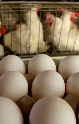 Türkiye'de fipronilli yumurta tespit edilmedi