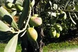 Bir zeytin için 3 ölü