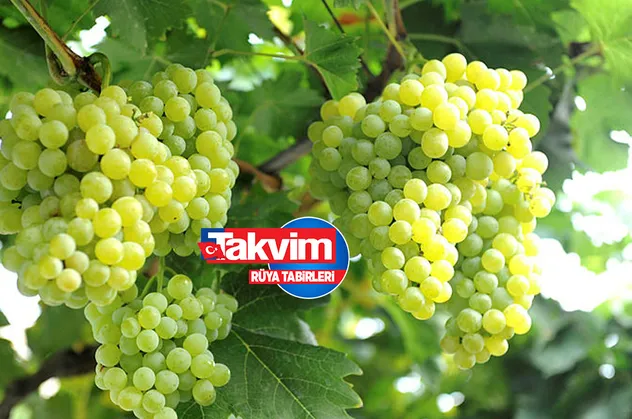 Rüyada üzüm görmek ne anlama gelir? Rüyada üzüm salkımı görmek hayırlı mıdır? Rüyada üzüm yemek neye işarettir?