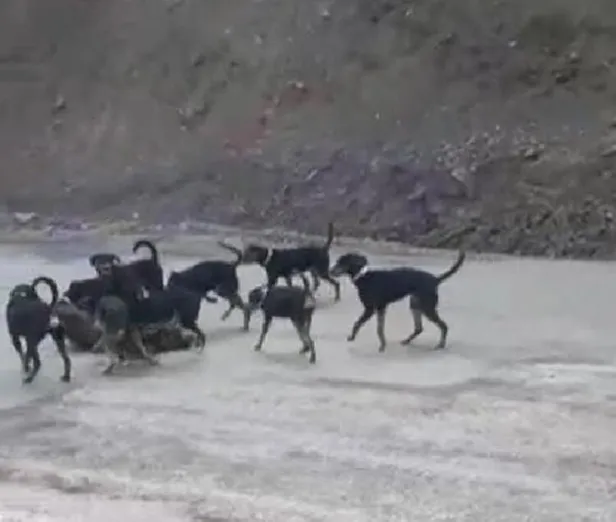 Yaraladıkları yavru domuzu av köpeklerine parçalatan avcılar cezadan kaçamadı! Denizli'de tepki çeken görüntü-5