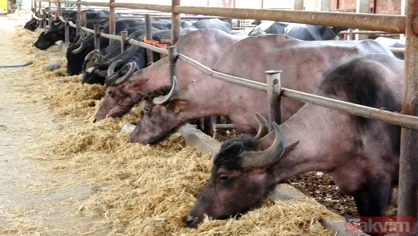 Başkan Erdoğan manda yoğurdunu tavsiye etti! Tokat manda yoğurdu üretiminde önde gelen şehirlerden - 2