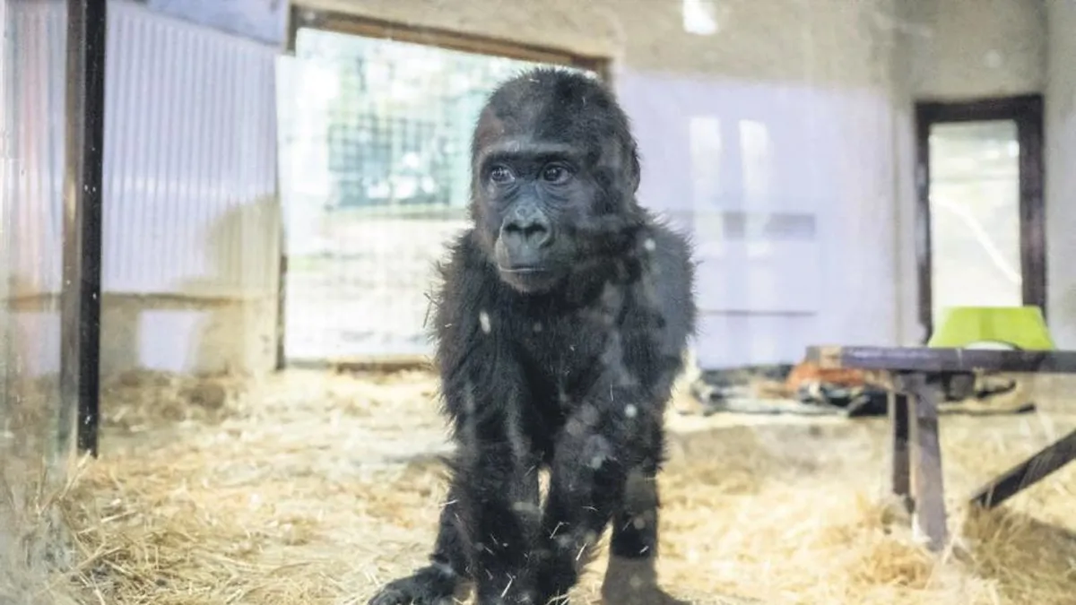 İstanbul Havalimanı'nda ele geçirilen yavru gorilin ismi "Zeytin" oldu