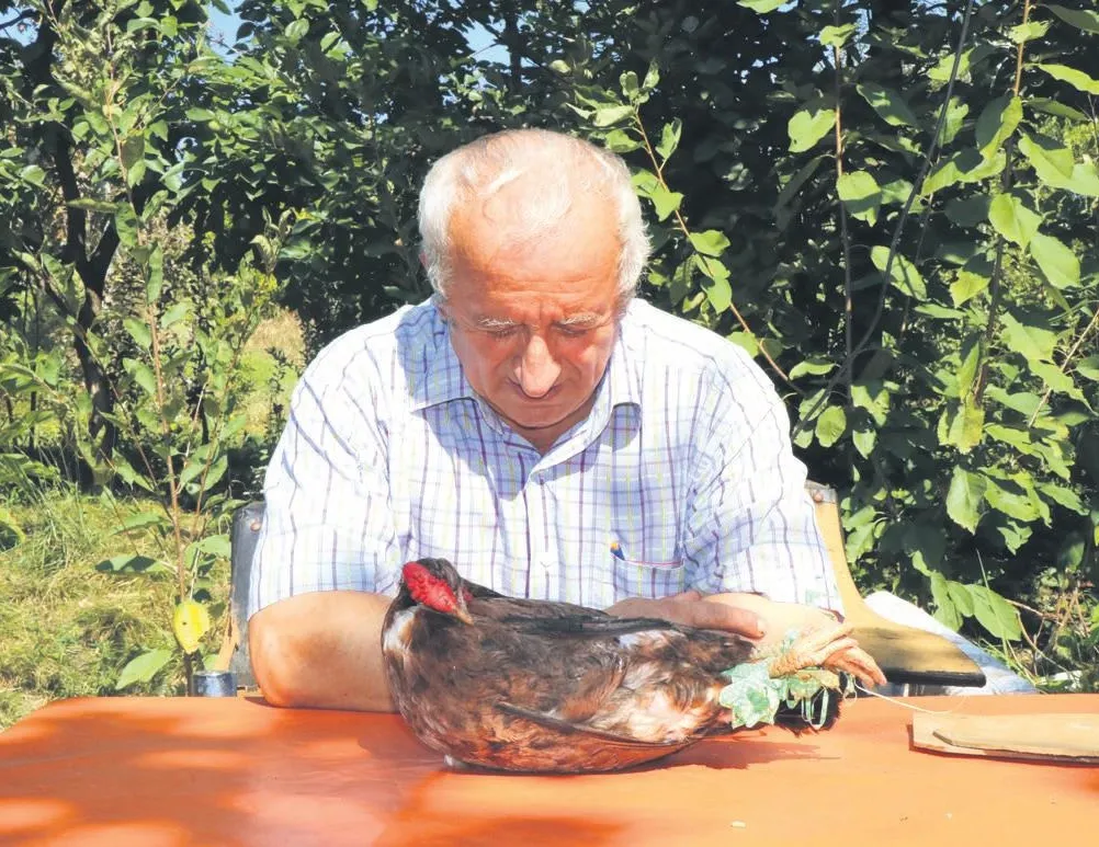 ’Şaşkın’ tavuk!