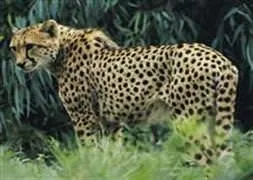 Neden leoparların benekleri var?