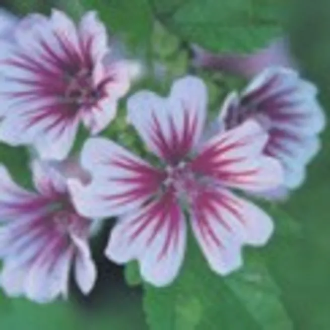 Öksürüğe ebegümeci